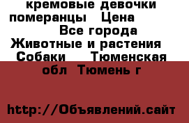 кремовые девочки померанцы › Цена ­ 30 000 - Все города Животные и растения » Собаки   . Тюменская обл.,Тюмень г.
